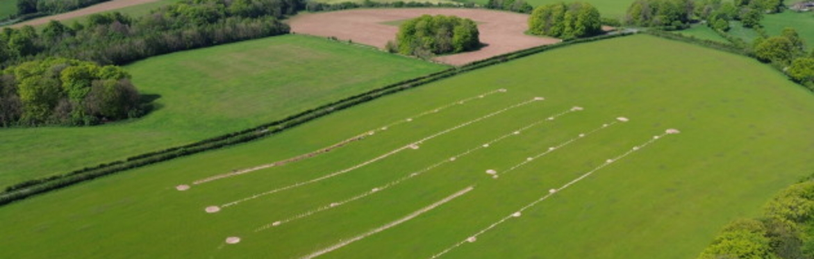 Agroforestry field surrounded by other fields