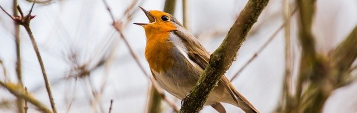 Up With The Birds - free dawn chorus listening