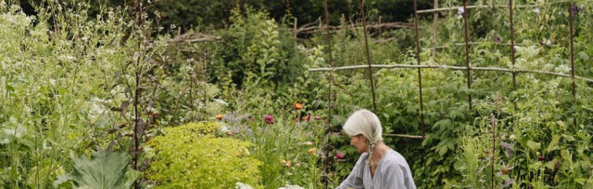 The Wild Experimental Garden with Alison Jenkins