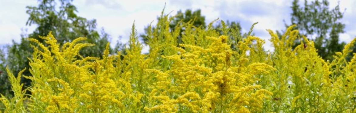 Rudebekia and goldenrod flowers in bloom