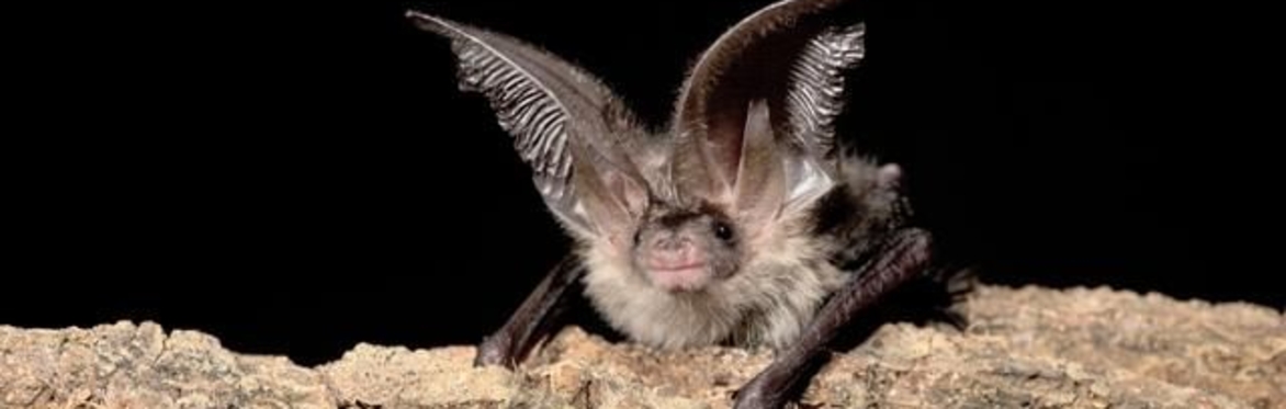 Brown long eared bat on a tree limb