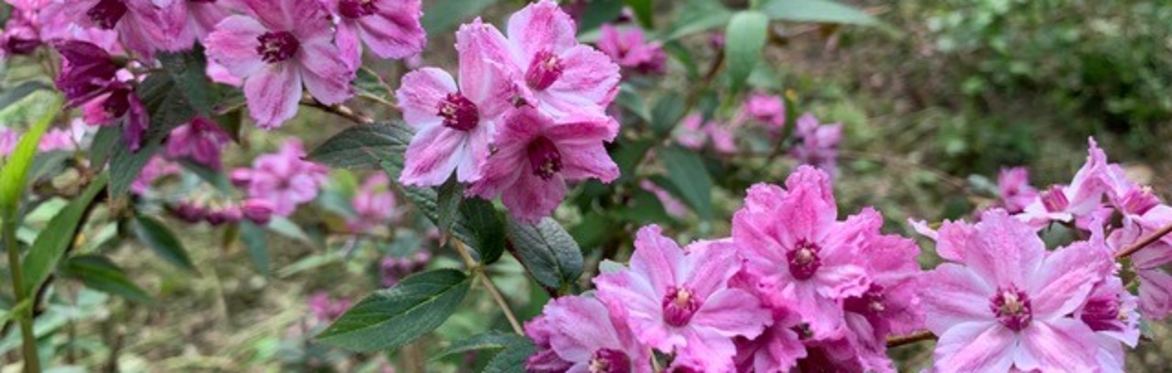 Study Day: Deutzia at White House Farm.