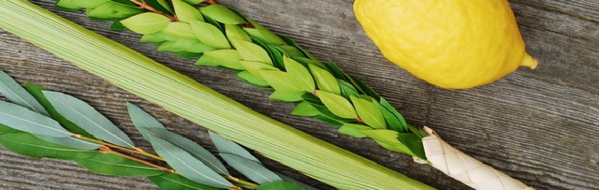 Lulav and etrog set