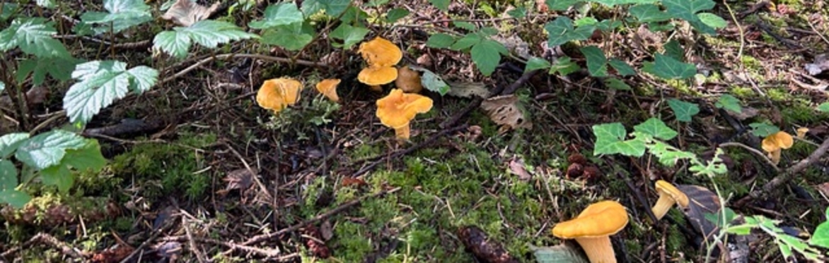 various wild mushrooms found in our region