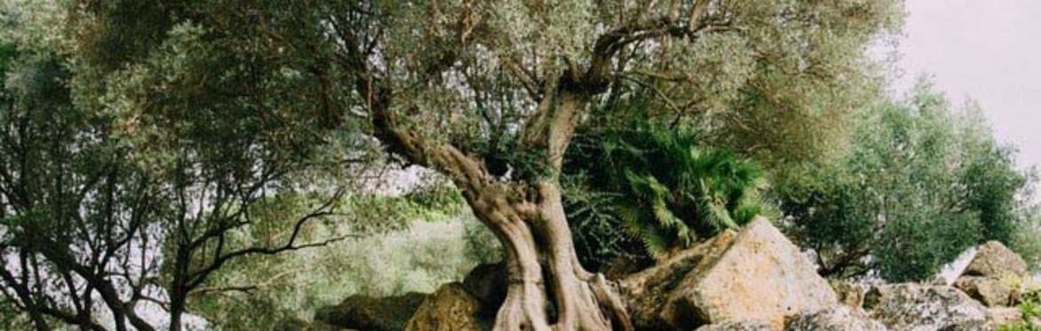 College of Elemental Chi Kung - Wood & Deer Chi Kung - Half Day Workshop - Online