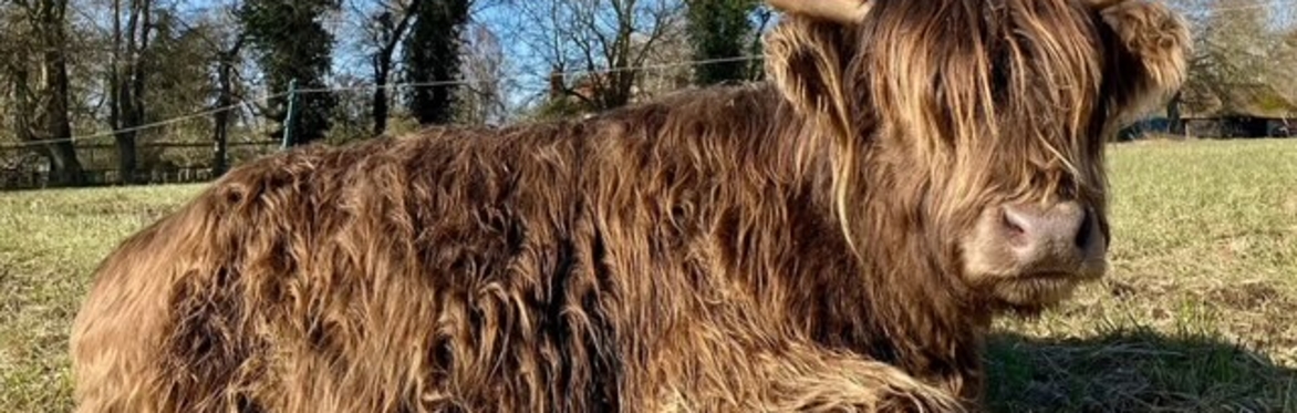 Highland Cow Experience