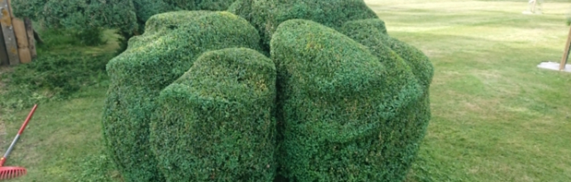 Nowoczesne topiary czyli artystyczne cięcie w ogrodach. Darren Lerigo