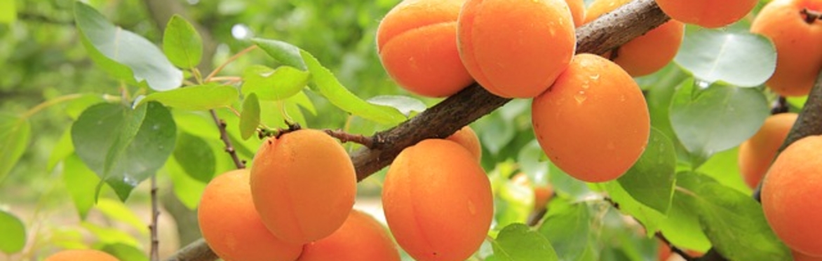 RECORDING of "Food Waste, Fruit Trees, and Nature Spirits" with Dr Harris Bor