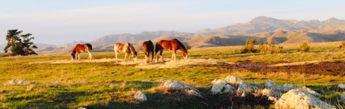Dinner With The Clydesdales @ Covell Ranch