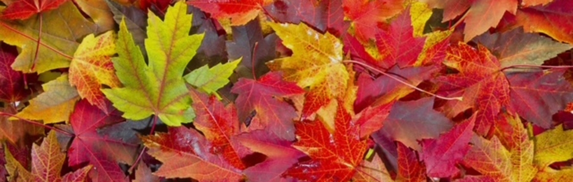 Autumn Equinox Yoga & Breathwork Half Day Retreat