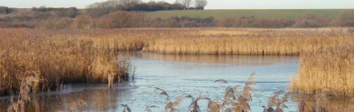 Lydden NNR