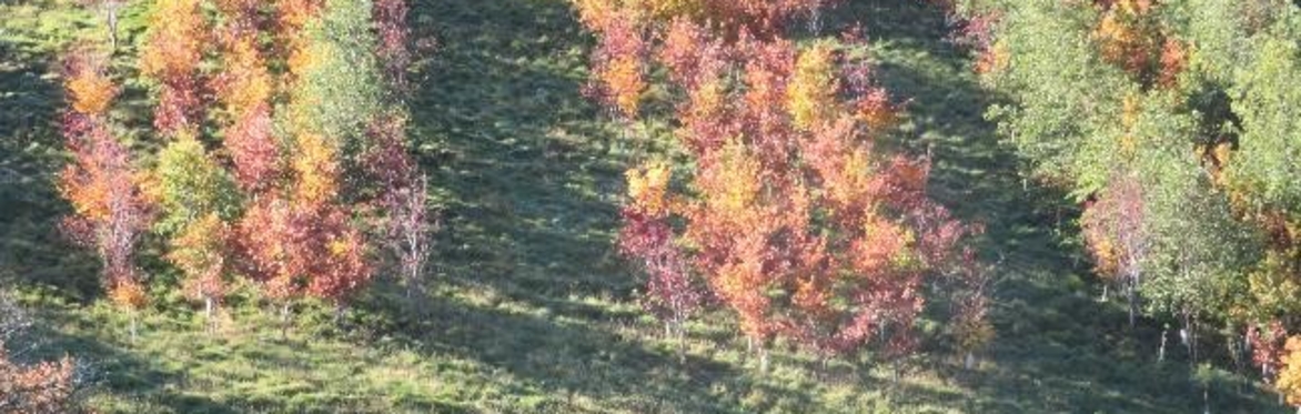 Trees Species Choice: What and Why