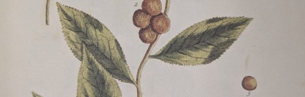 What's The Tea: The History of Tea (Beginning to 1760)