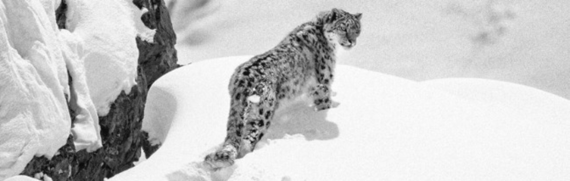Unravelling the Secrets of the Snow Leopard