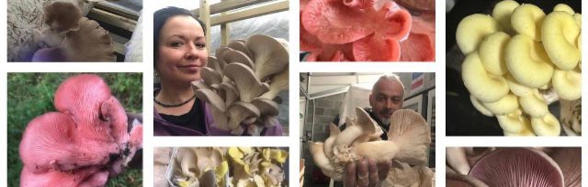 Food Growing: Mushroom Cultivation Project