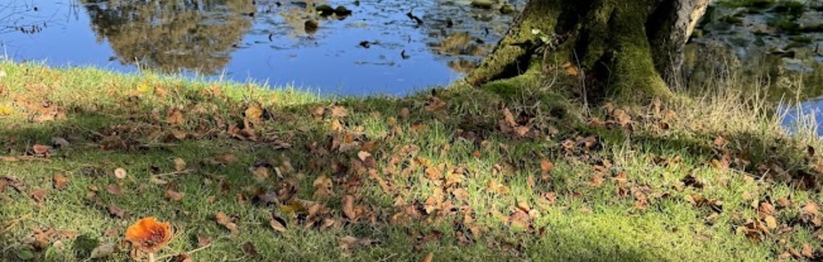 Autumn Foraging Walk at Whitmore Estate Hall