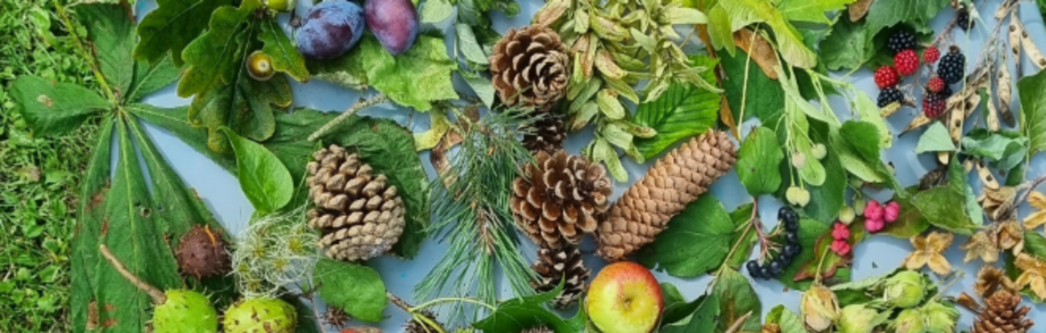 Seed Gathering Masterclass: How to grow your own trees from seeds