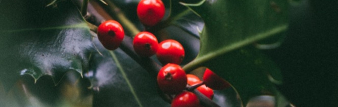 Bring in the Holly | Songways & Confluence | Saturday 14 December 4pm