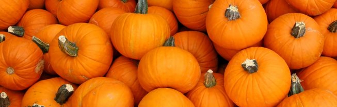 Pumpkin Palooza