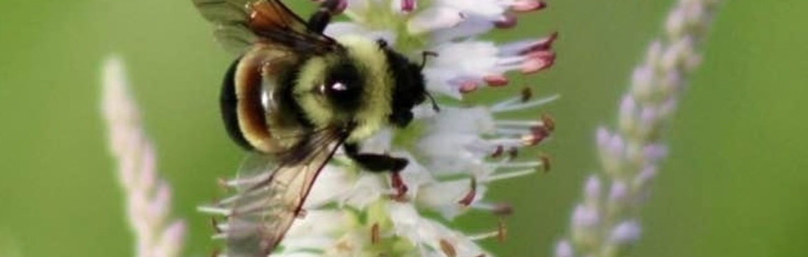 The Buzz in Your Garden: Bumble Bees of Wisconsin Ecology, Identification and Conservation
