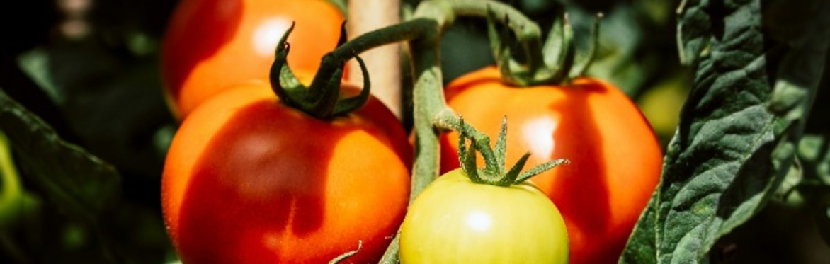 Meet the Gardeners: Small space veg growing