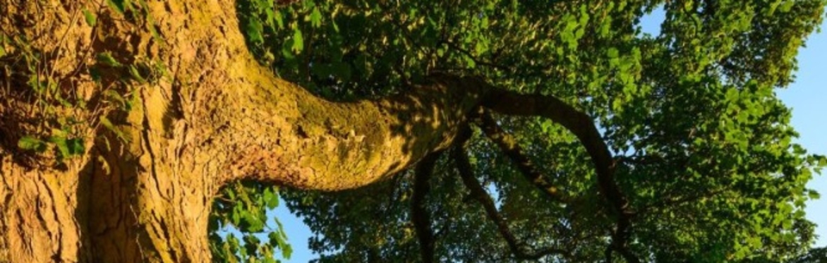 Forest Bathing + Sound Immersion