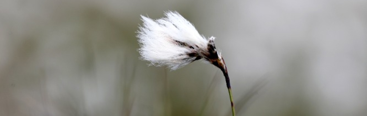 Botany and ecology of lowland raised bogs