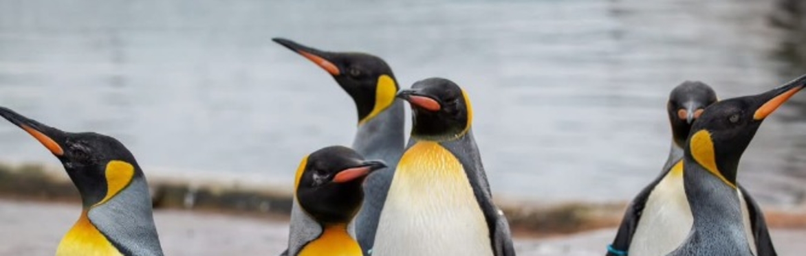 Early Access Tours: Penguins and Festive Fun
