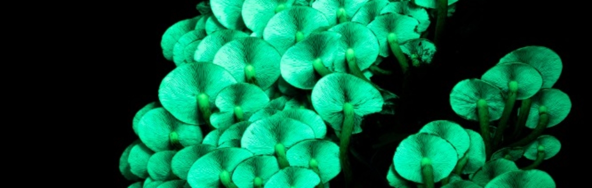 The Fungi of Eryri by David Winnard
