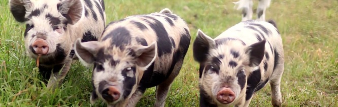 Charleton Farm Animal Adventures