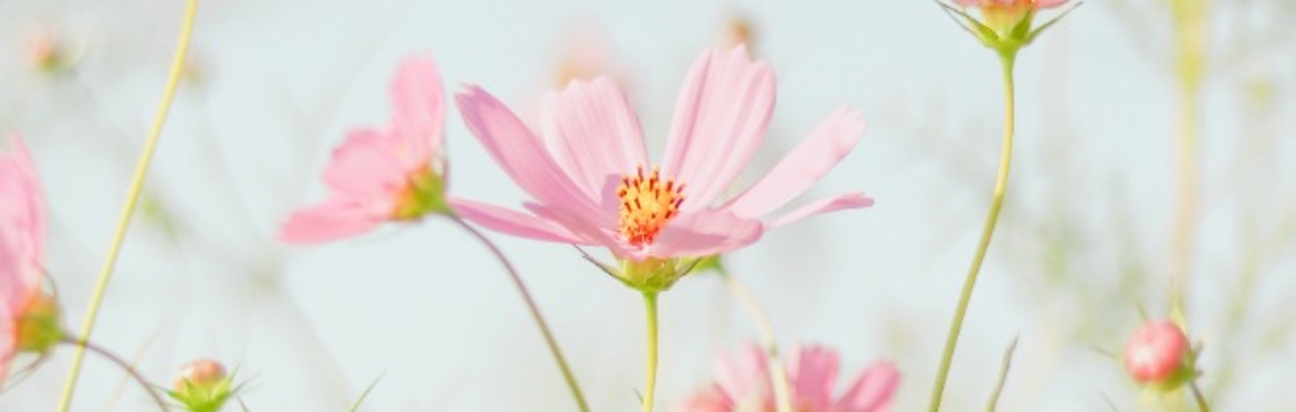 Light blue sky, green grass and pink wildflowers.