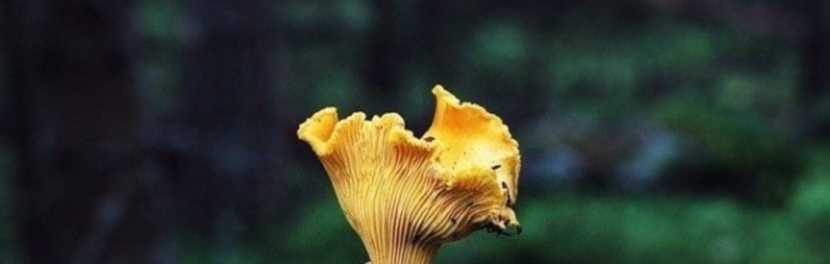 Randonnée cueillette des champignons