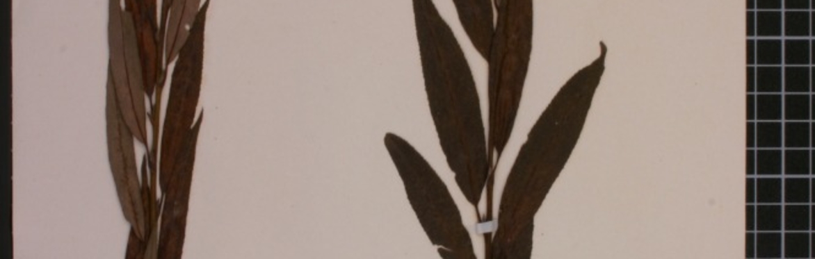 Botanical Skills NI: Herbaria skills, with Chris Metherell