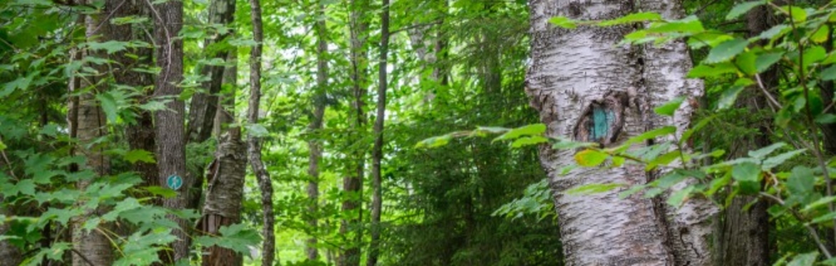 Forest Bathing for Kids and Families with Beth Rennig