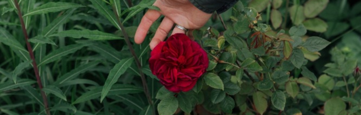 Rose Planting Morning 🌹