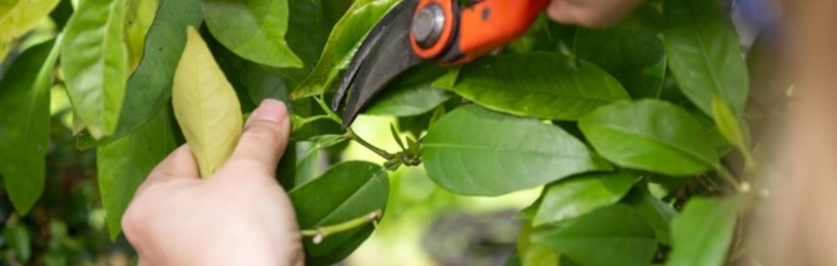 Atelier jardinage : la taille en vert des arbres fruitiers