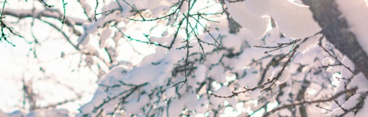 Winter Wellbeing Walk