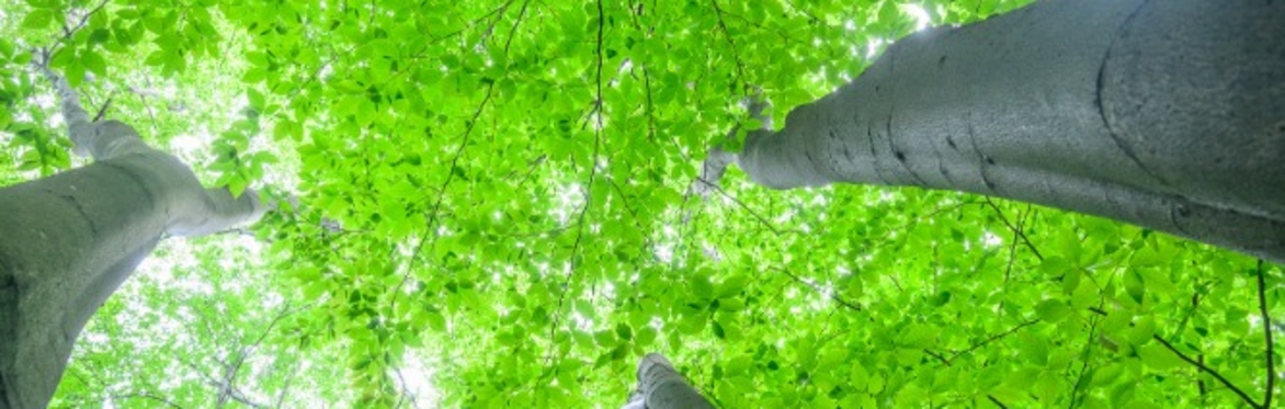 Canopy Exploration and Tree Climbing with Women's Tree Climbing Workshop