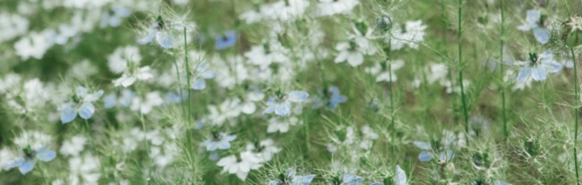 Gather & Grow Gardening Sessions