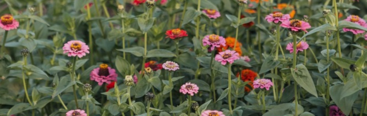 Bloom's Gardening Sessions - July 2024