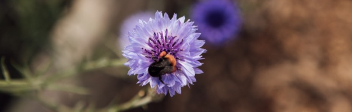 Big Bloom Bio Blitz 🐝
