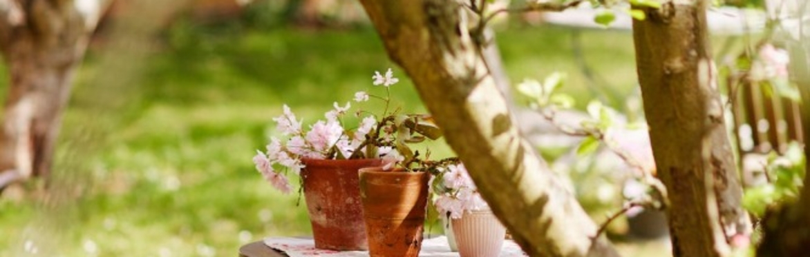 Woodland Wonders & Sound