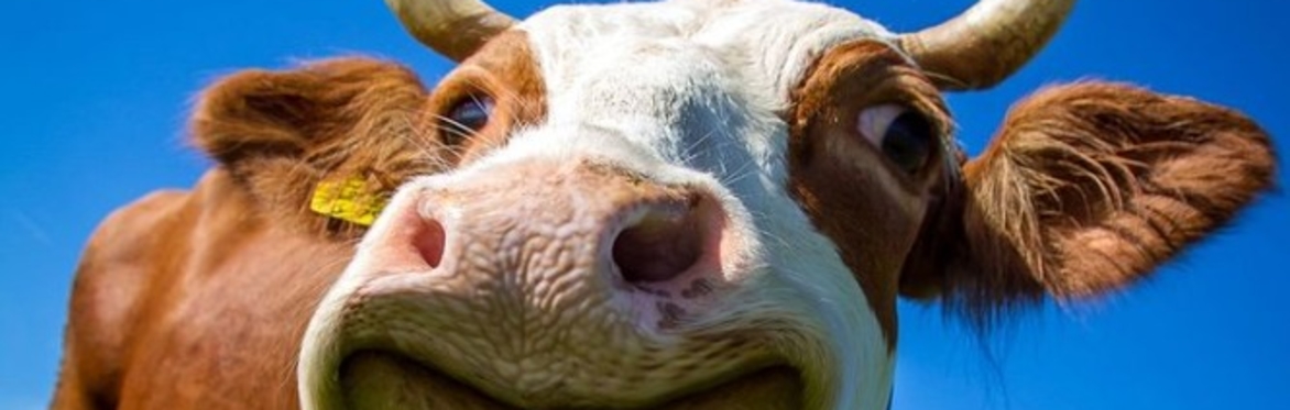 Common Cow Comedy for Alzheimer's