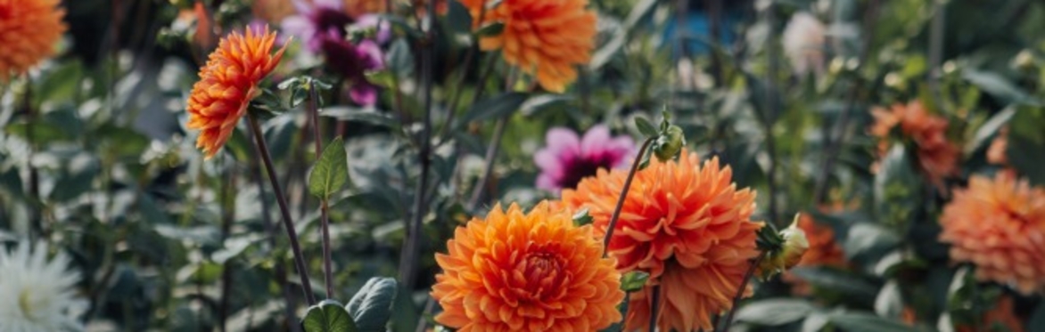 Dahlia Lifting Morning