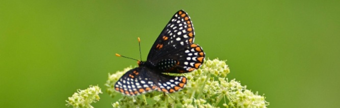Butterflies of Wisconsin: Ecology, Identification, and Conservation
