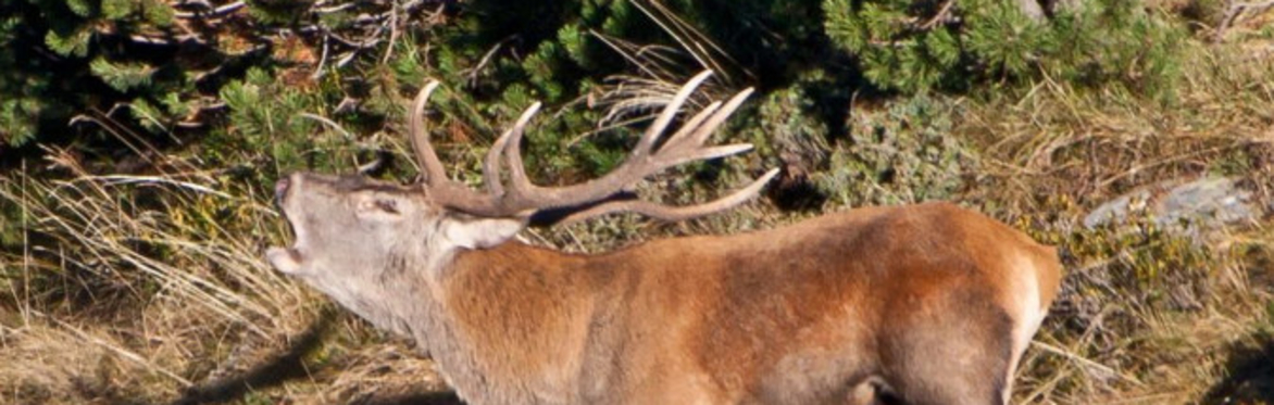 IL BRAMITO DEL CERVO | VAL ZEBRÙ