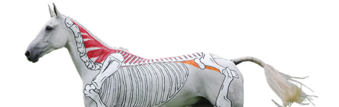 Horses Inside Out Masterclass: Equine Pilates for Strength, Suppleness & Performance