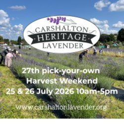 Carshalton Lavender PYO field