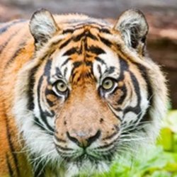 London Zoo