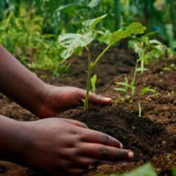 Lunch & learn: Indigenous-led conservation in Sierra Leone